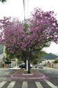 Avenida Coronel Oliveira Motta com os Ipês floridos. Créditos: Vinicius Corsini.